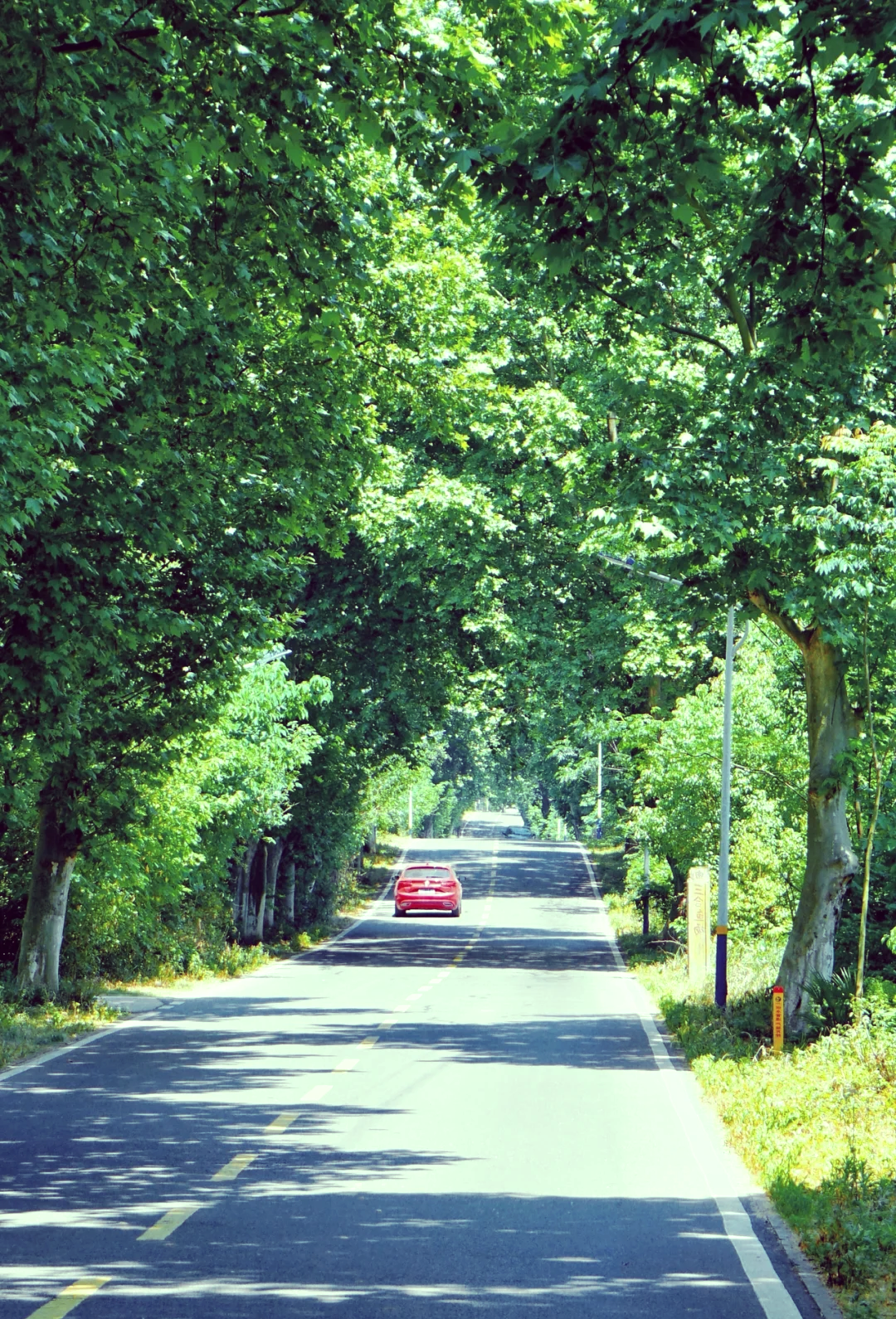 林荫大道